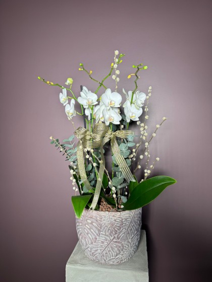 White Orchids Arrangement
