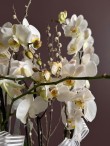 White Orchids