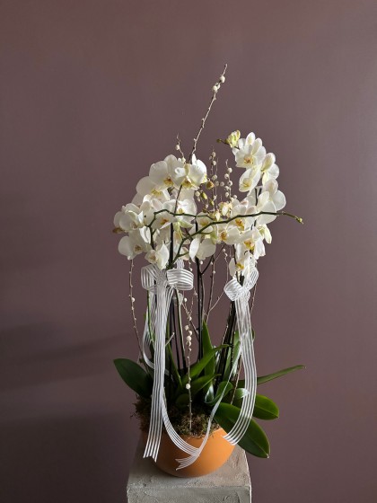 White Orchids