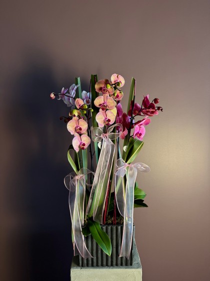 Mix Orchids