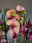 Mix Orchids