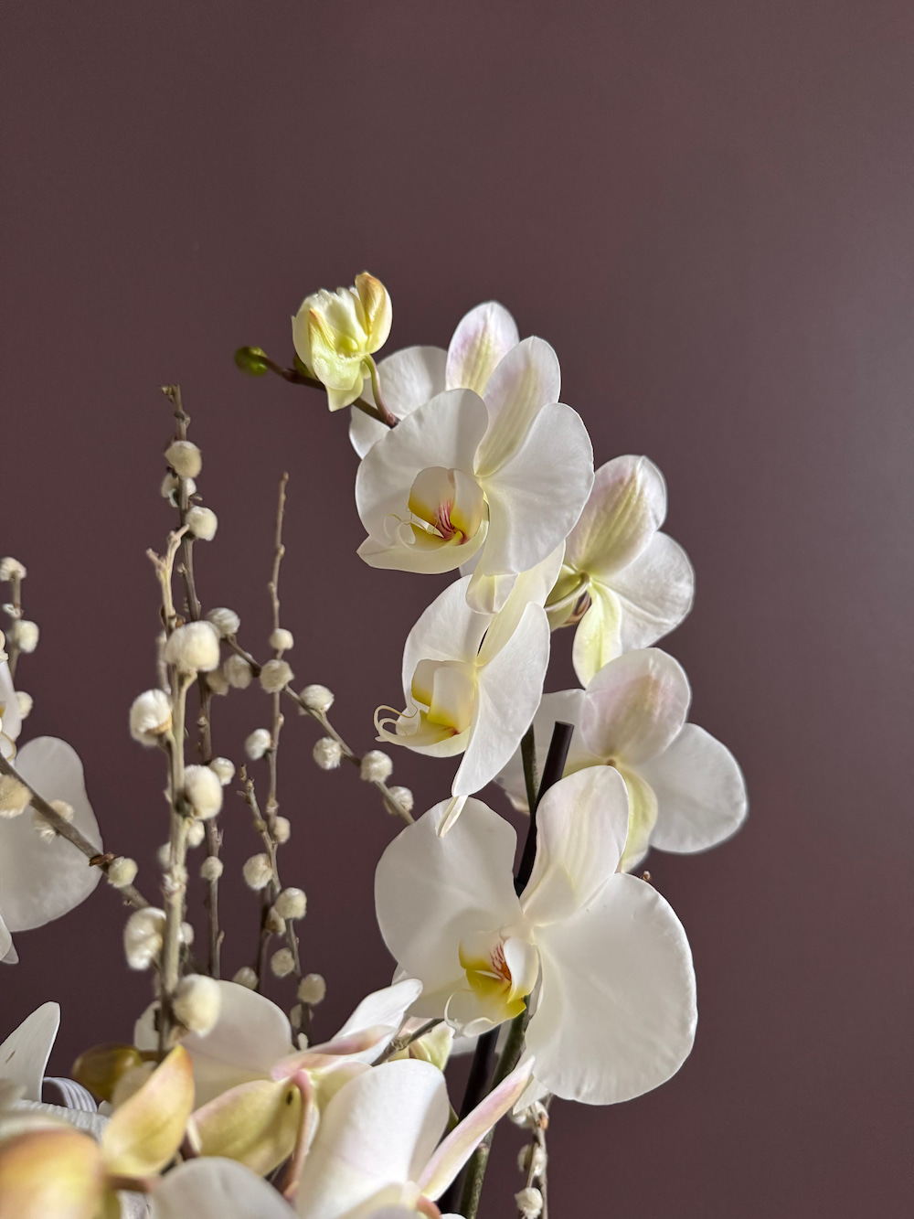 White Orchids