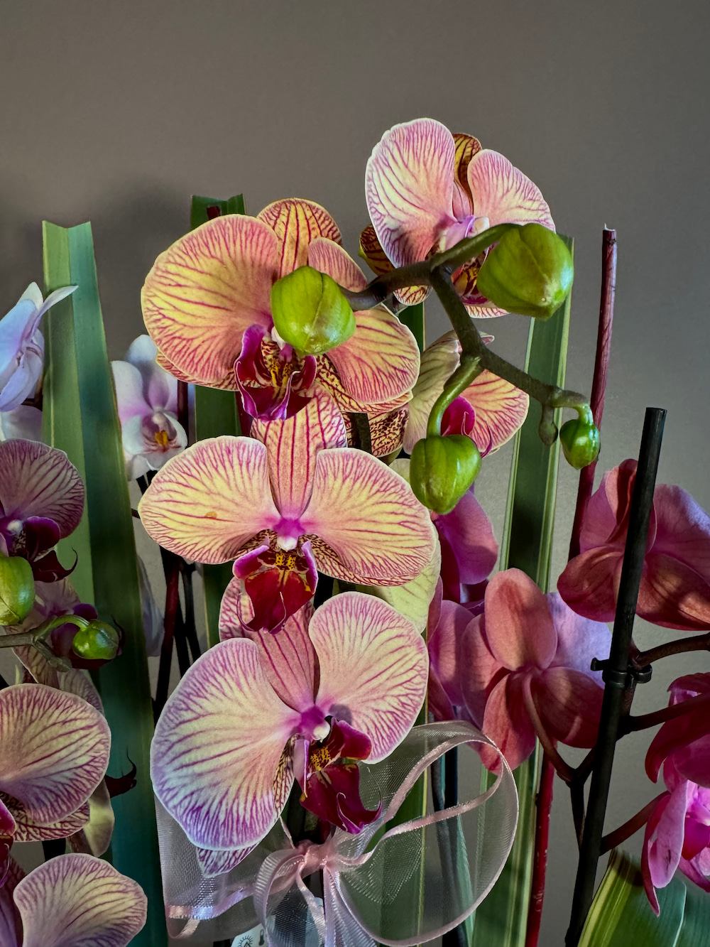 Mix Orchids