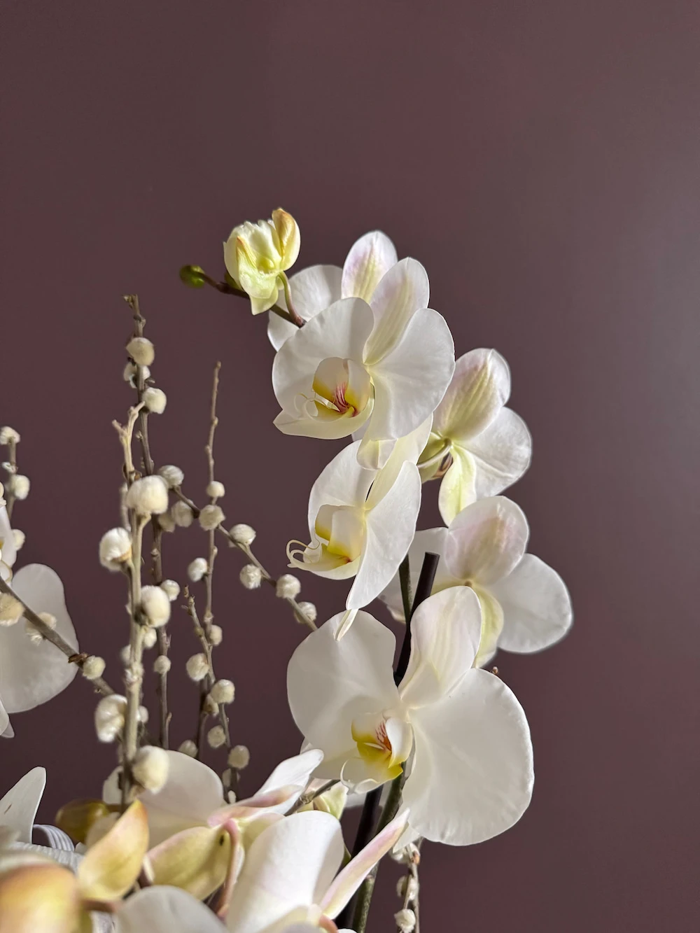 Beyaz Orkideler