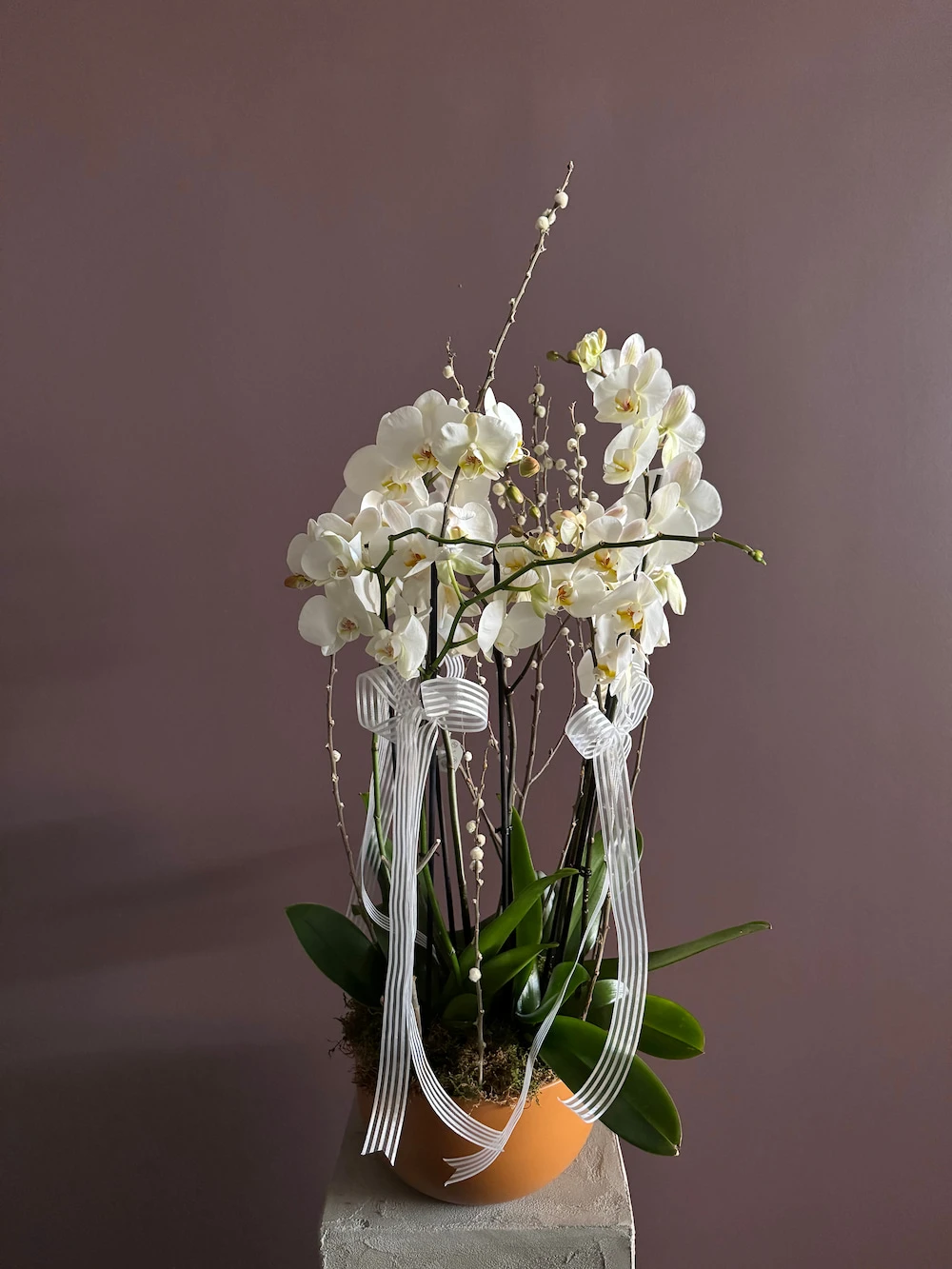 Beyaz Orkideler